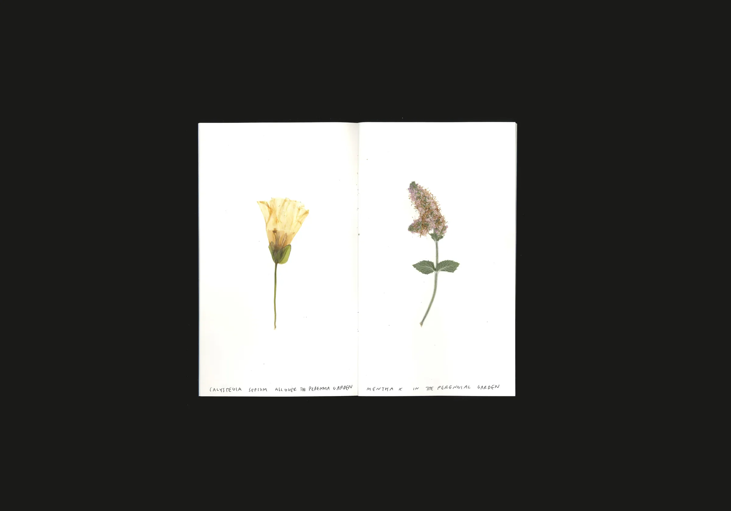 Neuss, Germany, image 6
